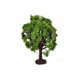 Beech Premium Tree