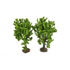 Beech Trees (2)