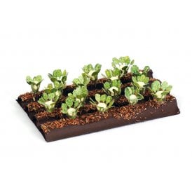 Gaugemaster Cauliflower Plants (16) (OO)
