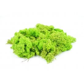 Light Green Lichen - (80g)