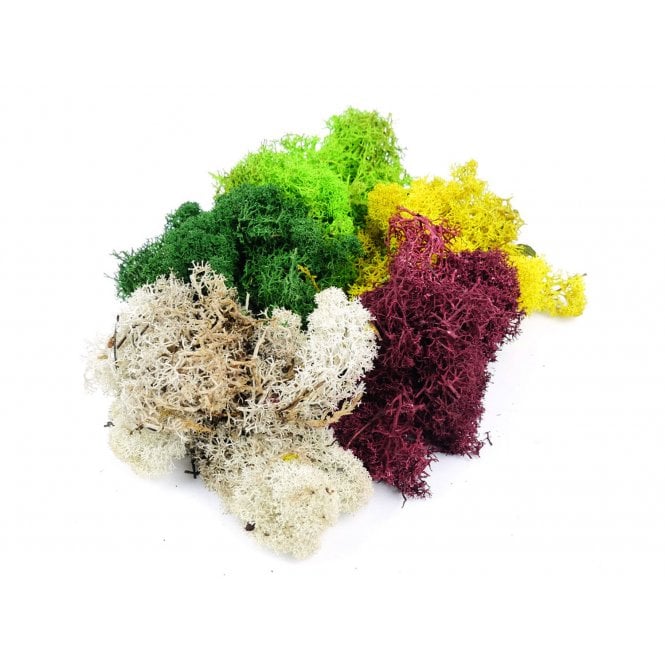 Gaugemaster Mixed Lichen - (80g)