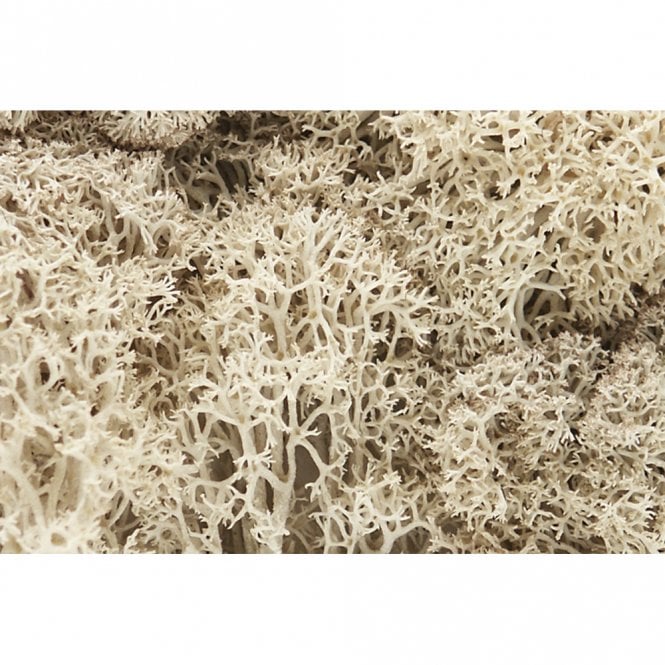 Woodland Scenics Natural Lichen