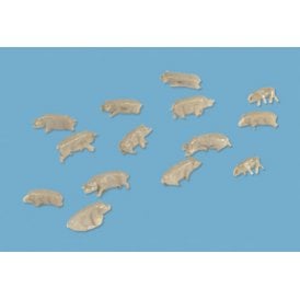 Pigs 10x Pack N Scale