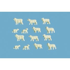 Sheep & Lambs (N)